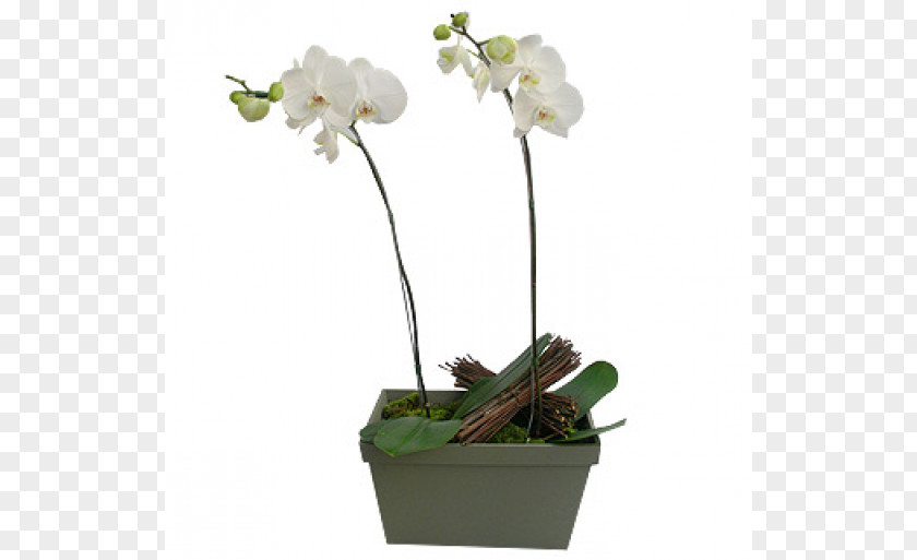 Flower Moth Orchids Flowerpot Cut Flowers PNG