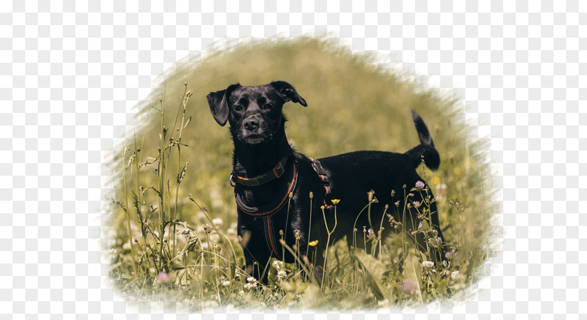 Jack Russell Mix Dog Breed Crossbreed Razas Nativas Vulnerables PNG