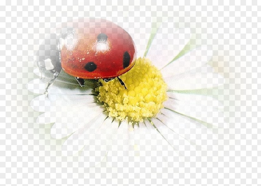 Papatya Abana Yöresel Ürünler Ant Ladybird Beetle YouTube Epilachna Ladybugs PNG