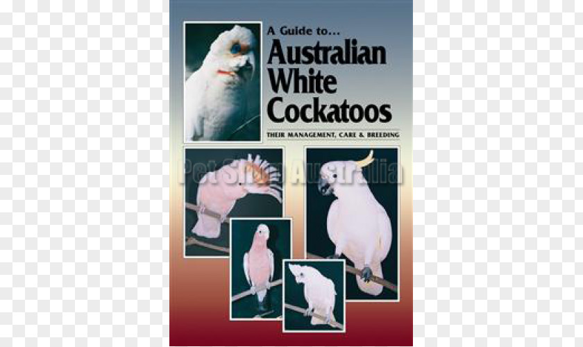 Bird A Guide To Australian White Cockatoos: Their Management, Care And Breeding Pet Cockatiel PNG