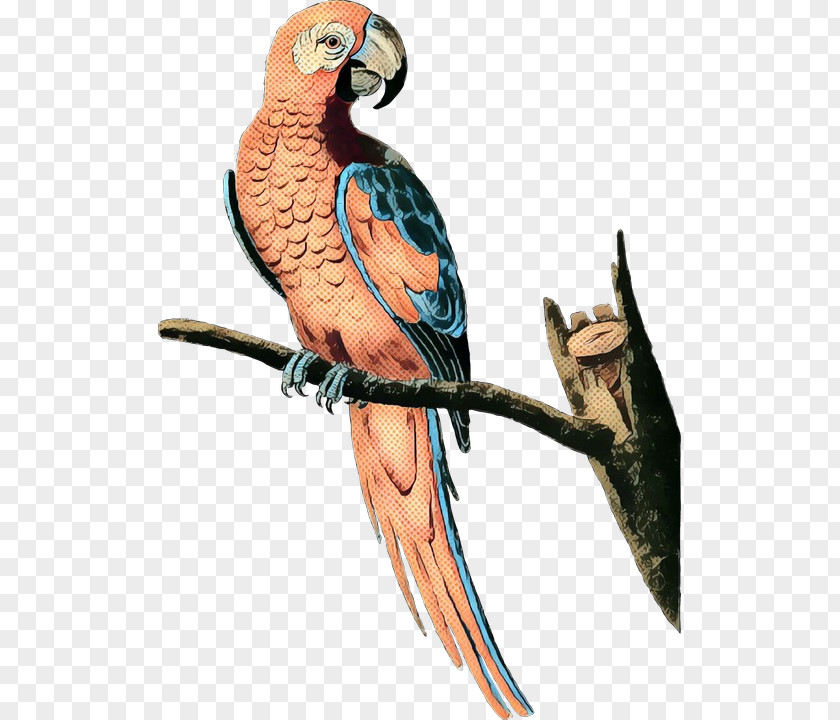 Budgerigar Lovebird Macaw Parakeet PNG