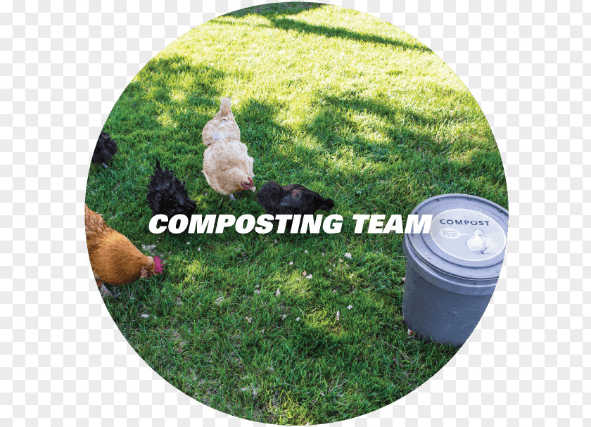 Chicken Rubbish Bins & Waste Paper Baskets Compost Landfill PNG