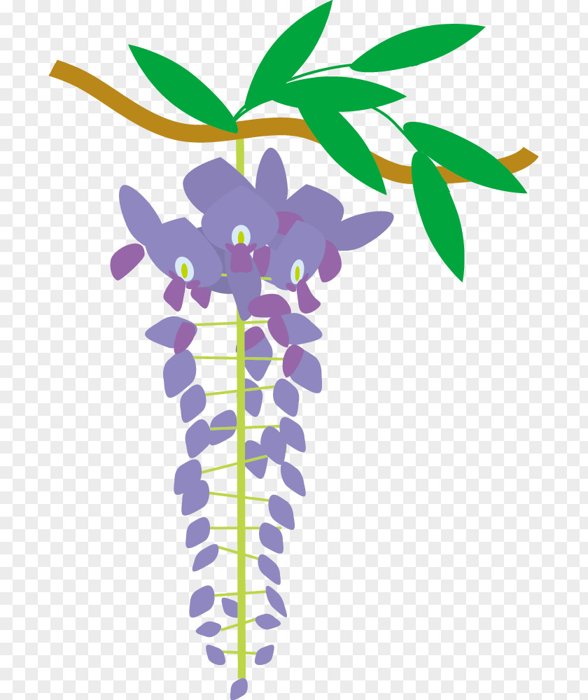 FujiYama ワケチョウレキシミンゾクシリョウカン 四季 Japanese Wisteria Clip Art PNG