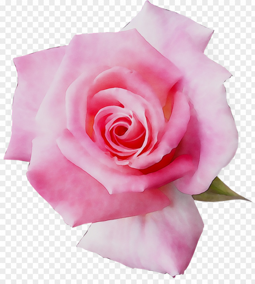 Garden Roses Floribunda Cabbage Rose Blume Pink PNG