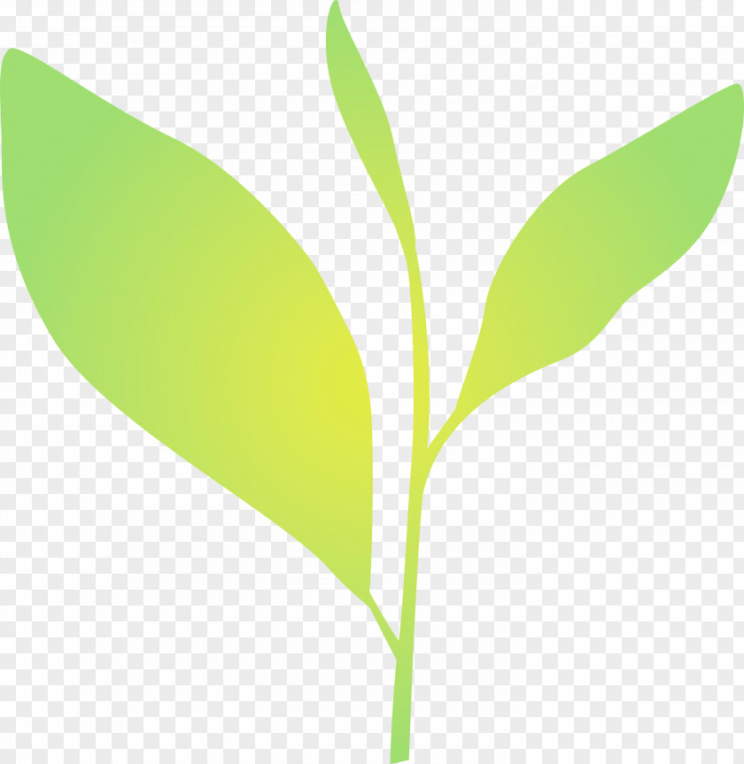 Leaf Plant Flower Stem Lily Of The Valley PNG