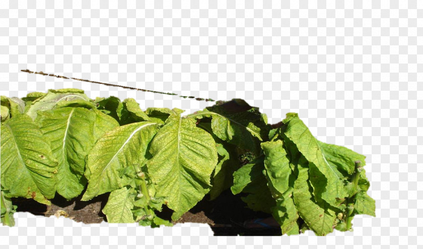 Leaf Romaine Lettuce Collard Greens Spring Curly Kale Rapini PNG
