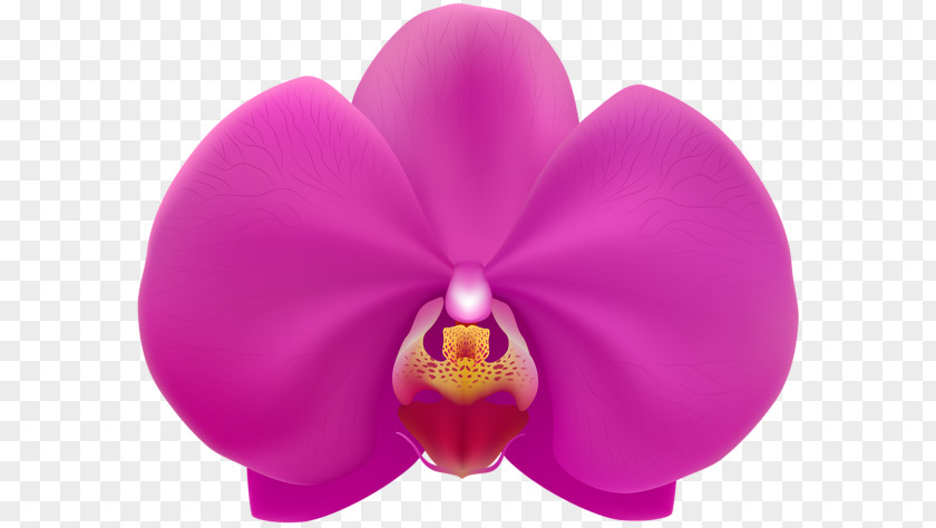 Pink Orchid Moth Orchids Clip Art PNG