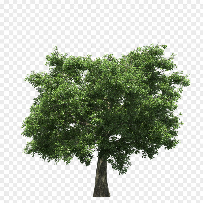 Tree Stock Photography Royalty-free PNG