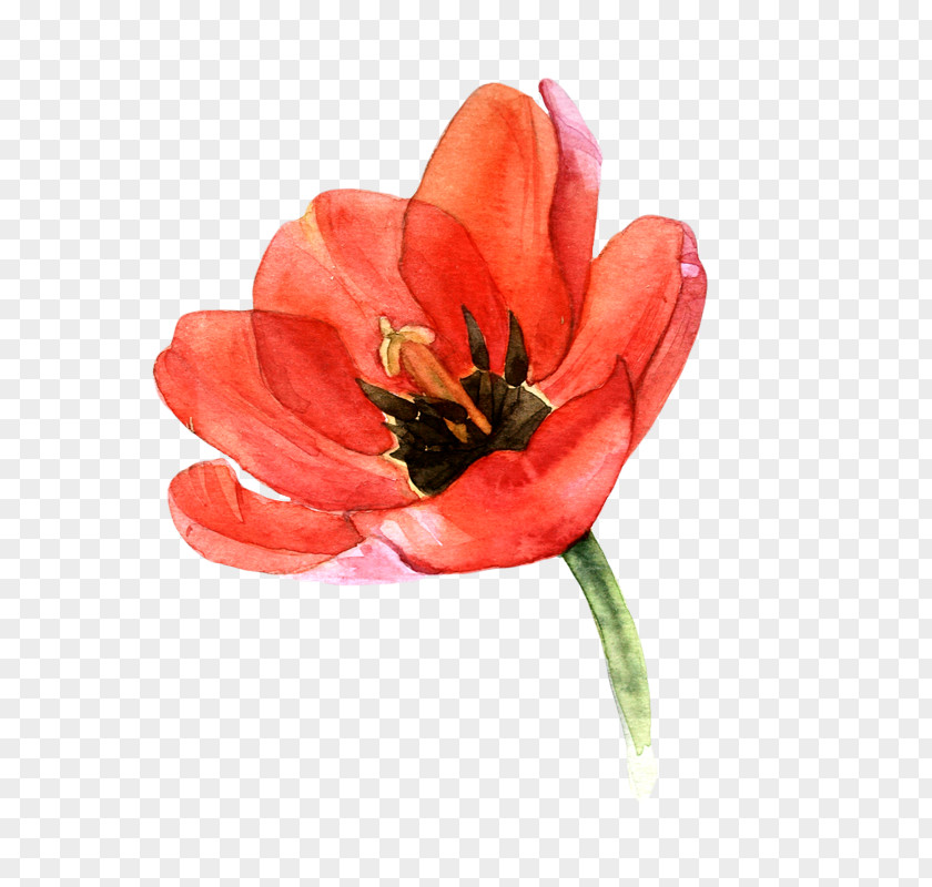 Tulip Watercolor Painting Art Watercolour Flowers PNG