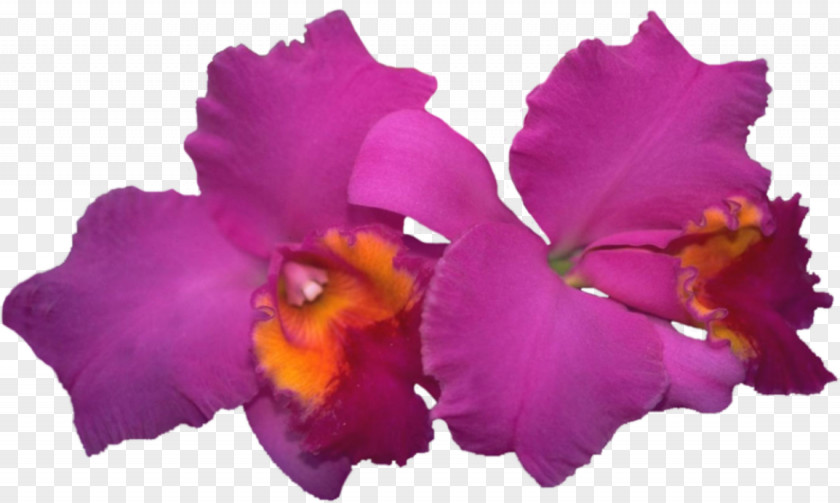 Beautiful Orchid Photo Frame Cattleya Labiata Moth Orchids Blog Diary PNG