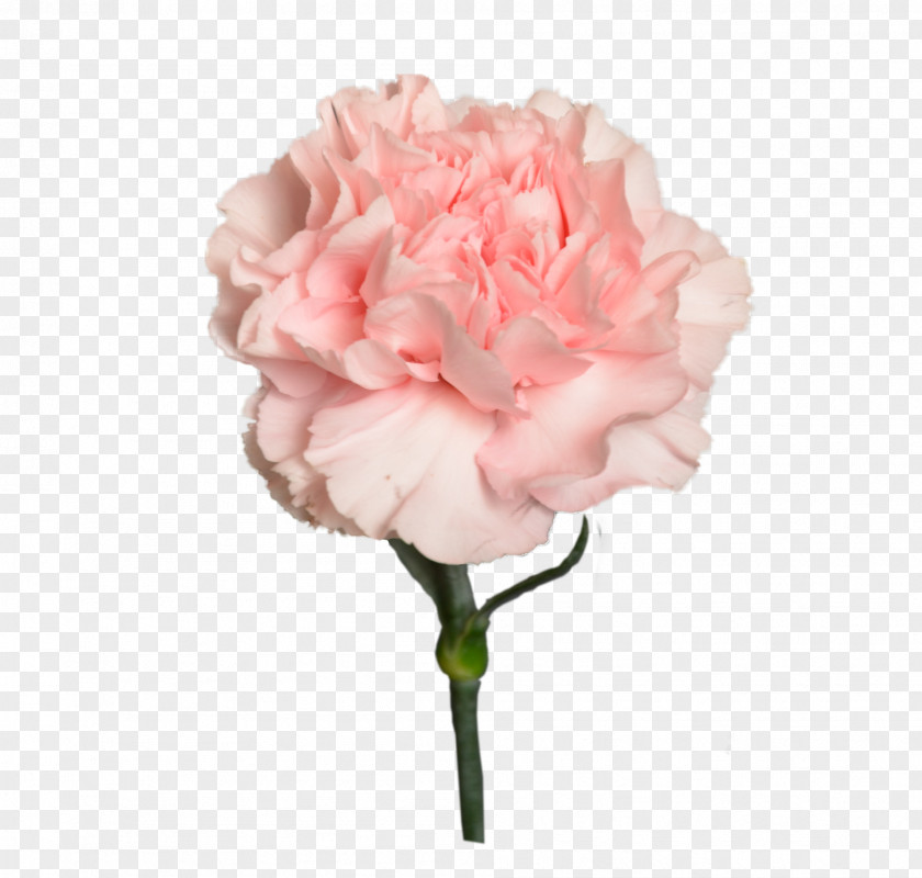 Flower Garden Roses Цветочный магазин STUDIO Flores Bouquet Cabbage Rose PNG