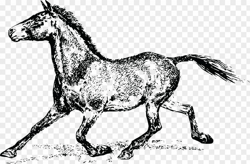 Horse-clipart Mule Mustang Stallion Pony Foal PNG