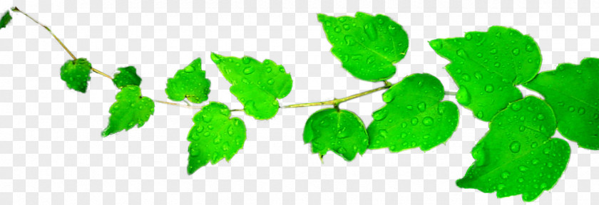 Images Of Leaves Leaf Green Clip Art PNG