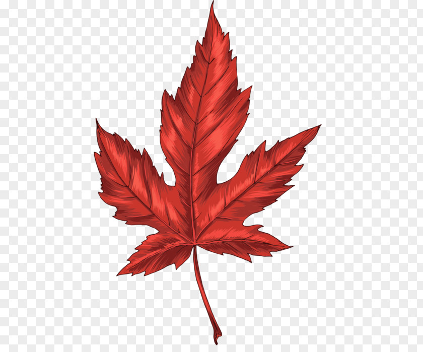 Leaf Maple Autumn Leaves Clip Art PNG