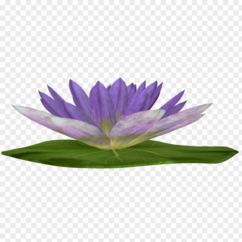 Purple Lotus Nelumbo Nucifera Clip Art PNG