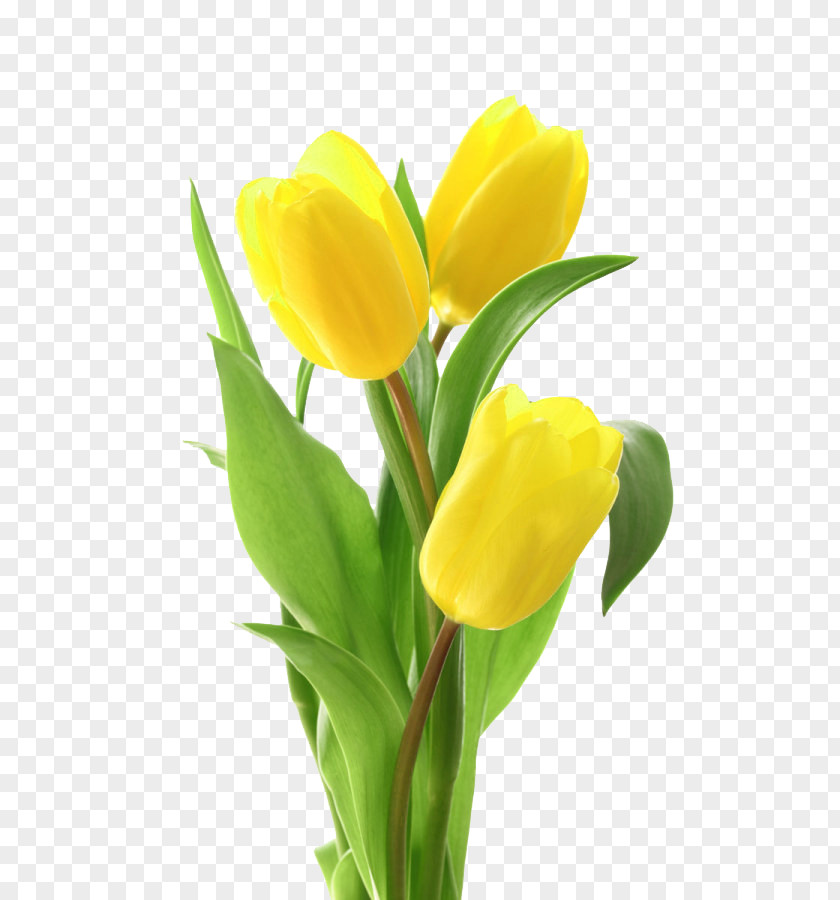 Tulip Flower Bouquet Yellow PNG