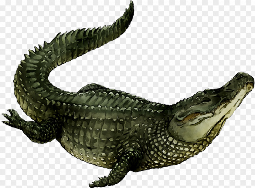 American Alligator Nile Crocodile Fauna PNG
