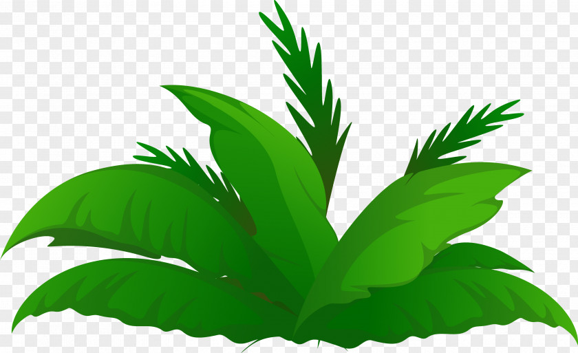 Plants Arecaceae Date Palm Tree Clip Art PNG