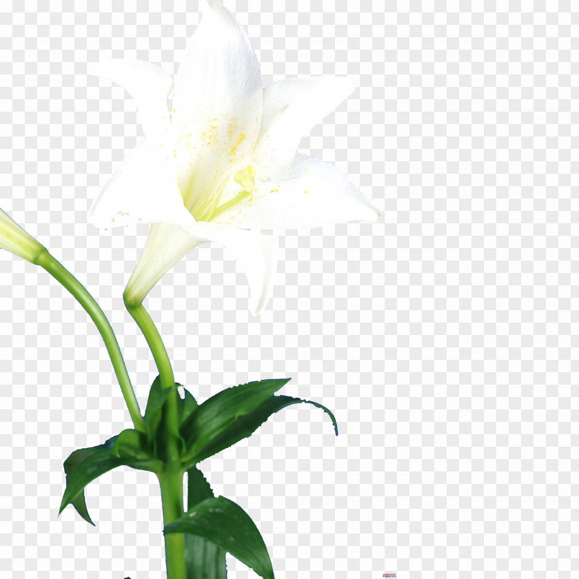 Single Lily Lilium Flower Bud PNG