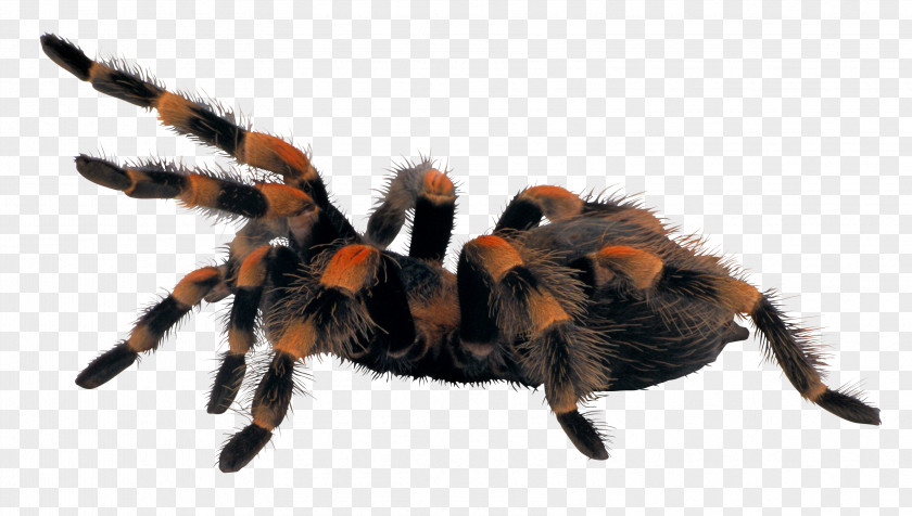 Spider Scary Spiders Brachypelma Hamorii Tarantula PNG