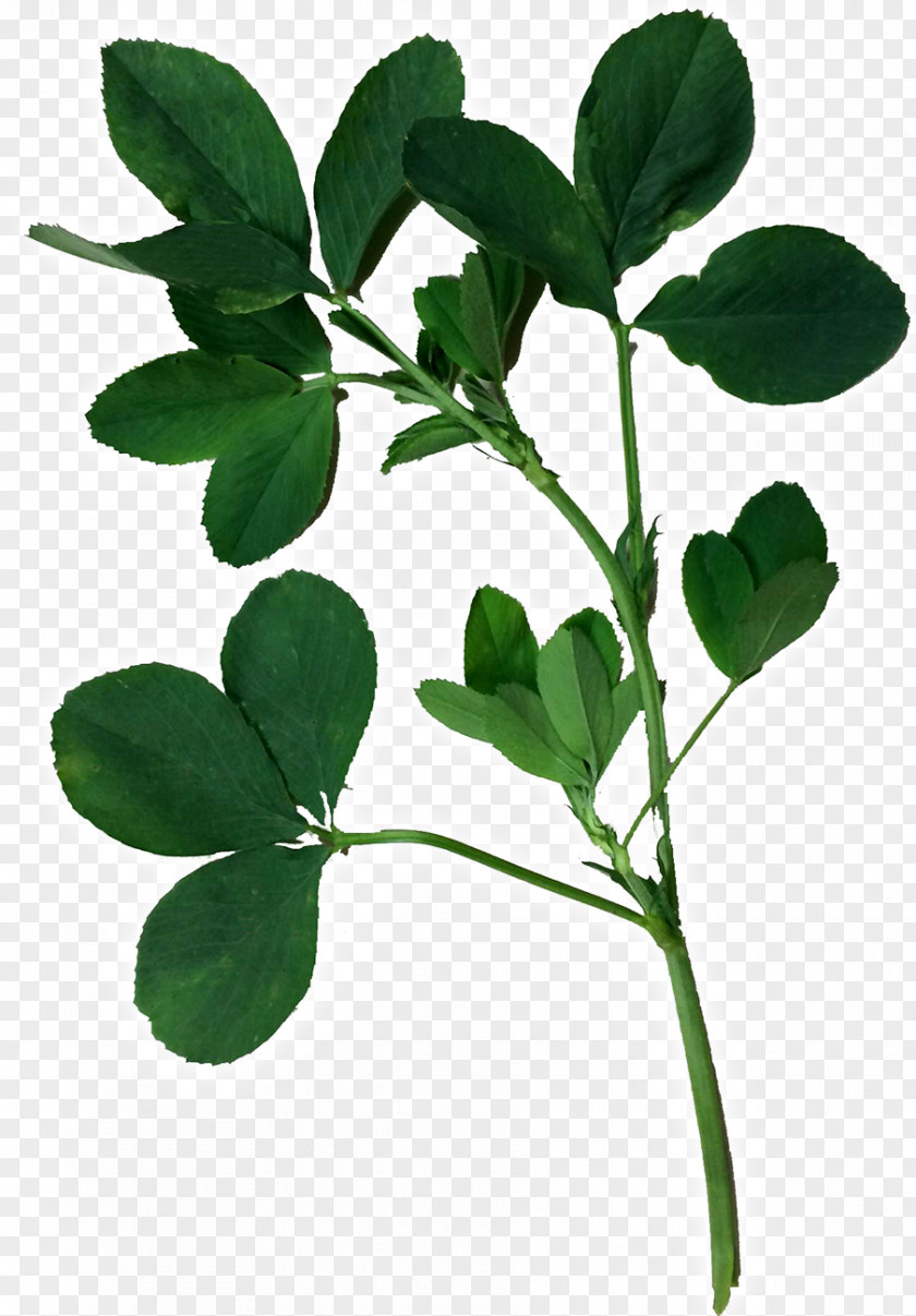 Alfalfa Leaflet Seed PNG