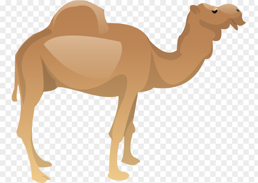 Camel Dromedary Milk Mustang Cattle Animal PNG