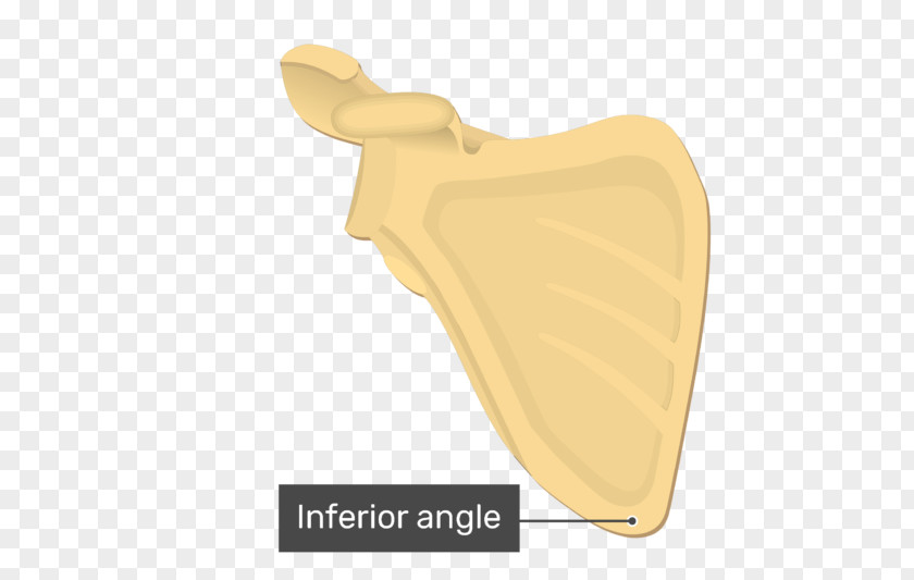 Coracoid Process Inferior Angle Of The Scapula Levator Scapulae Muscle Anatomy PNG