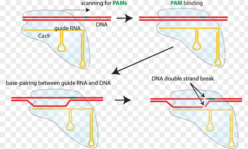 CRISPR Guide RNA Cas9 Non-homologous End Joining DNA PNG