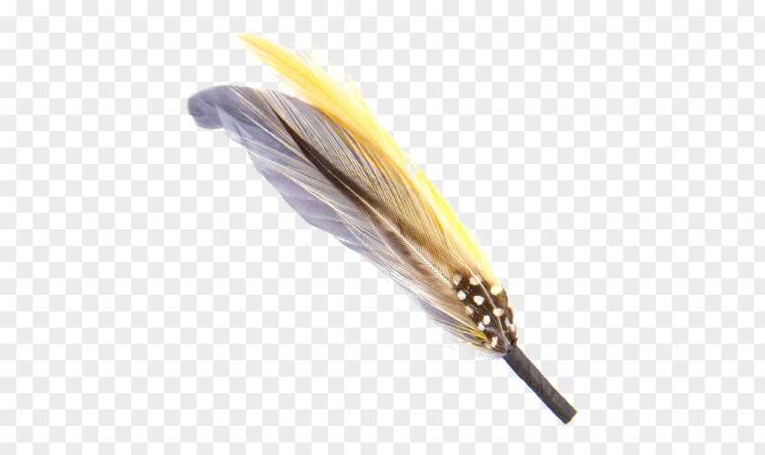 Feather PNG