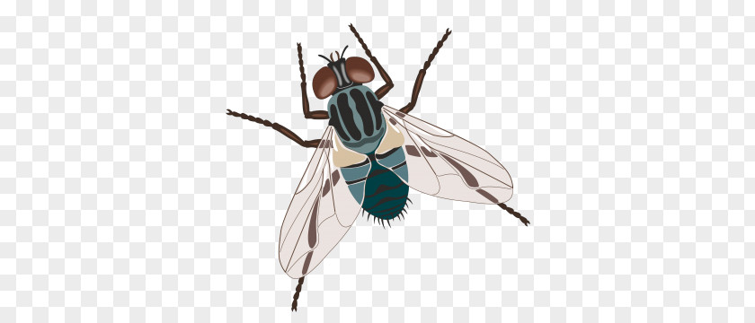 Fly Housefly Insect Common Green Bottle PNG