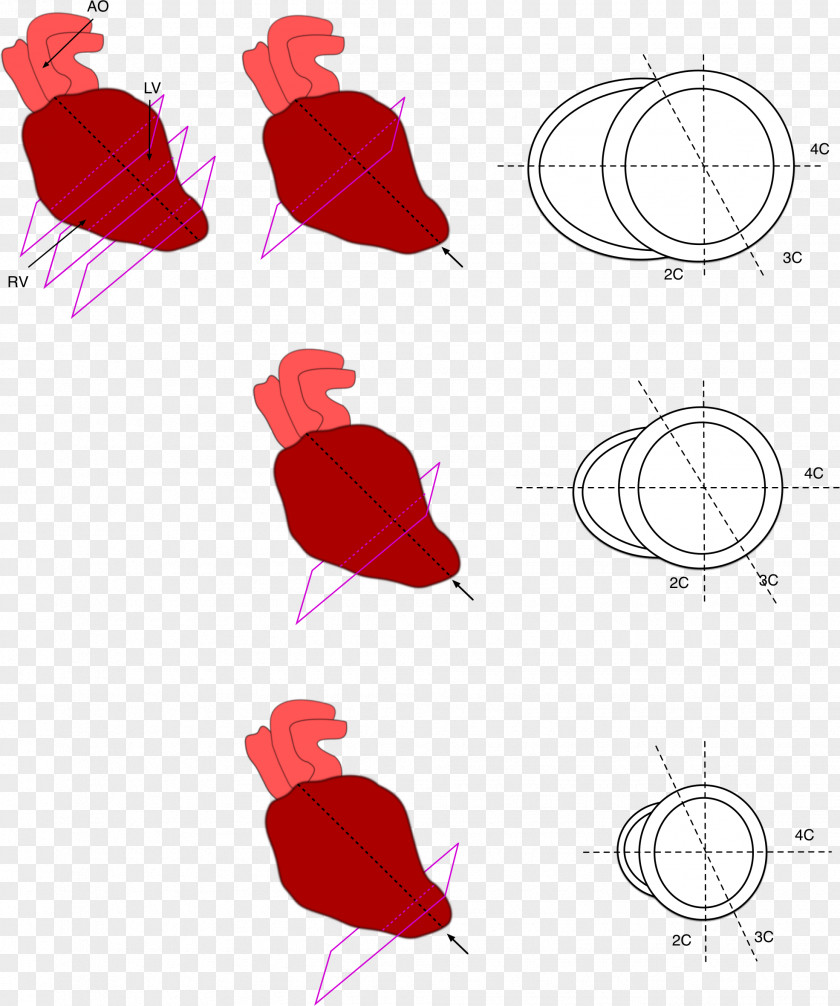 Heart Anatomy Ventricle Petal PNG
