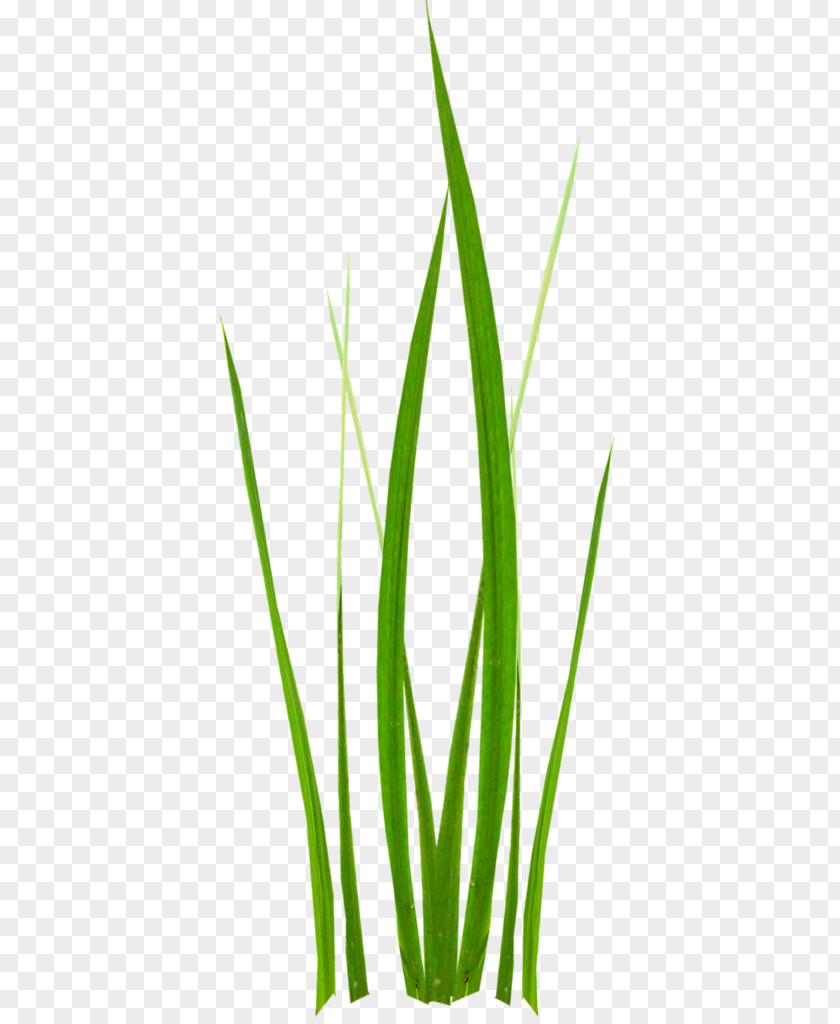 Herbaceous Plant Lawn Stem Clip Art PNG