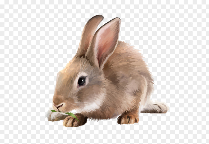 3d Dog White Rabbit Mountain Hare PNG