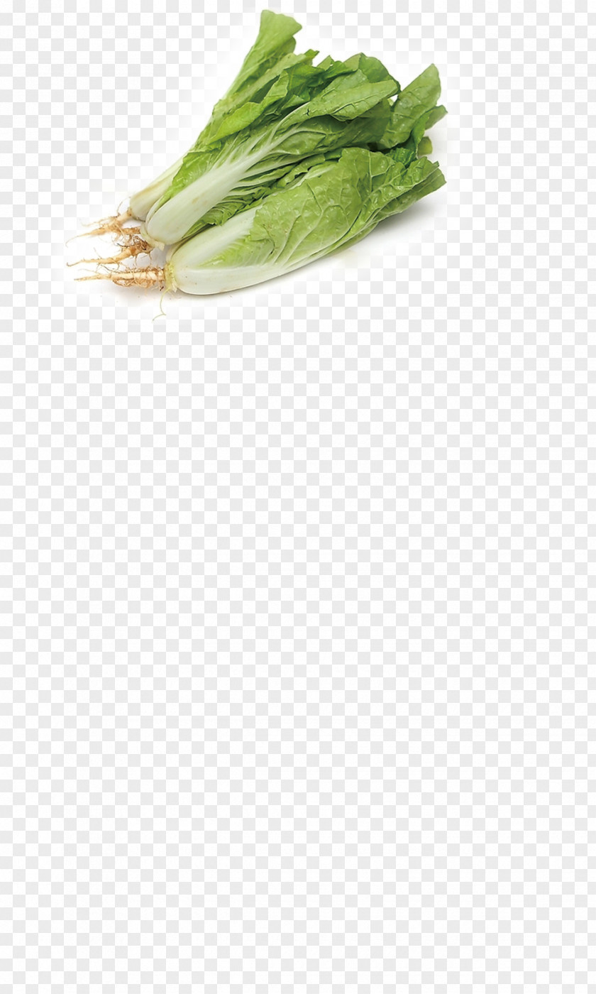 Cabbage, Vegetables Brassica Juncea Bok Choy Vegetable Chinese Cabbage PNG