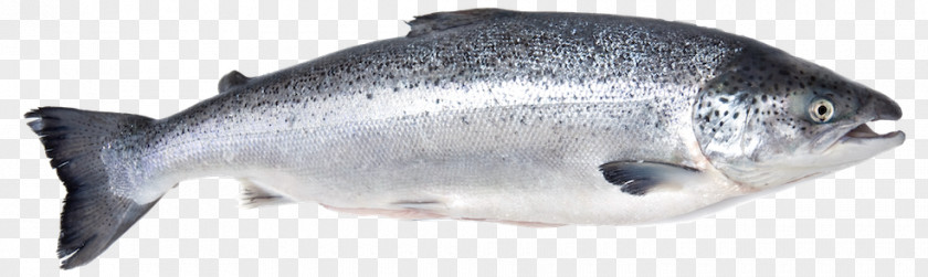 Fish Salmon Fillet Seafood Arabind FRESH PNG
