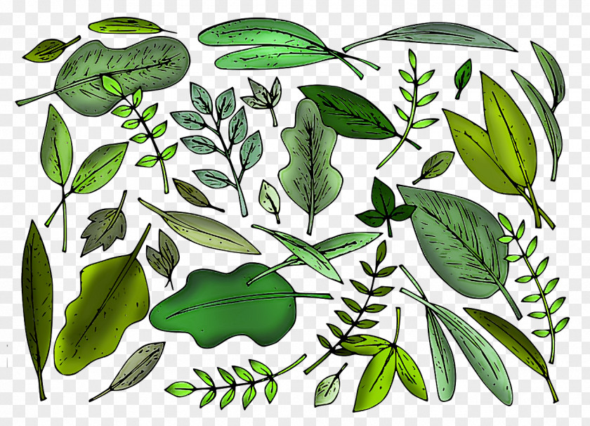 Leaf Plant Stem Herbal Medicine Tree Pattern PNG