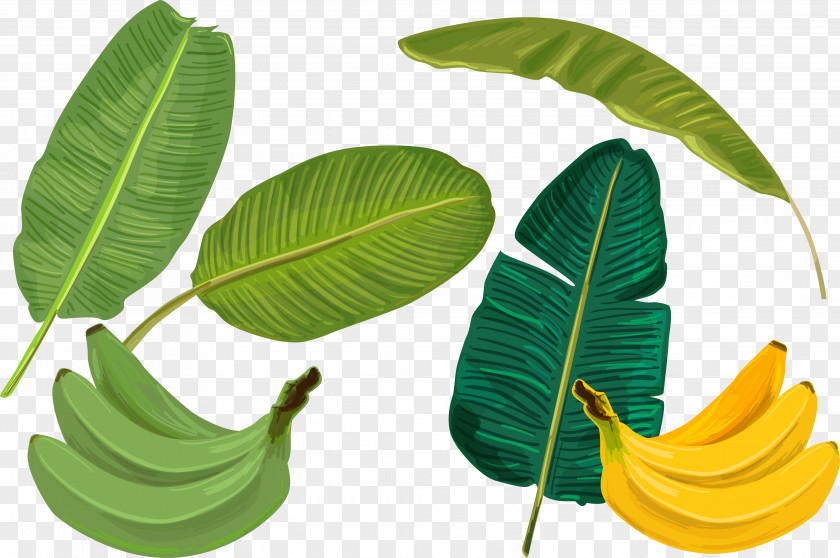 Palm Leaves Banana Leaf PNG