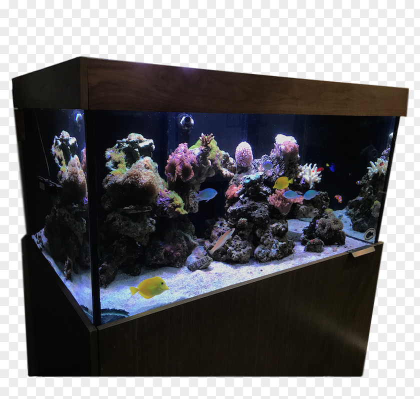 Coral Reef Aquarium Lighting Benjamin's Services GloFish PNG