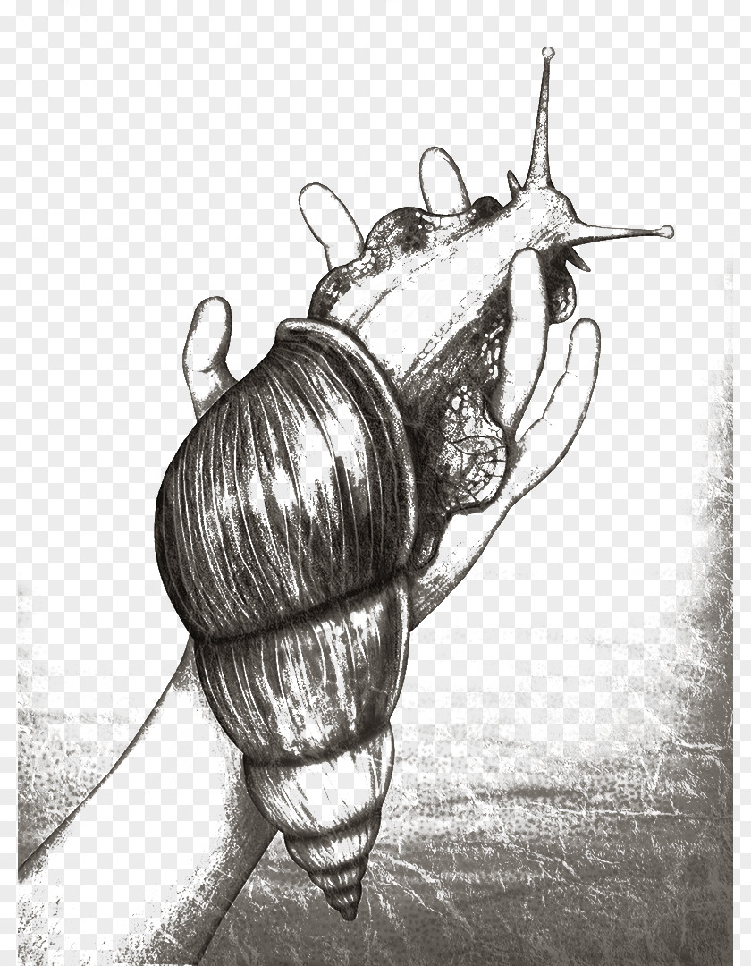 Hand And Snail Orthogastropoda Sketch PNG