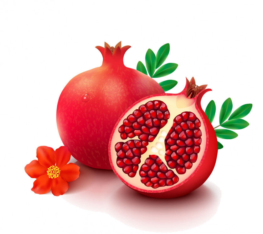 Pomegranate Fruit Vector Graphics Image Drawing PNG