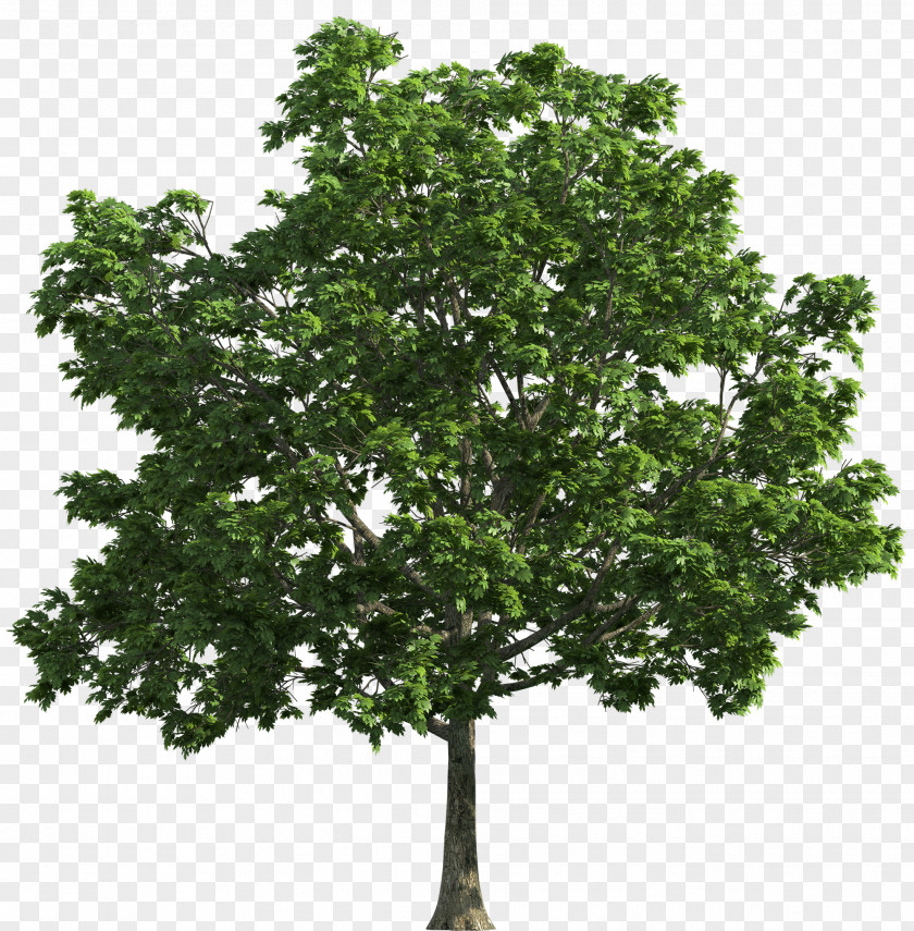 Spring Tree Clip Art PNG