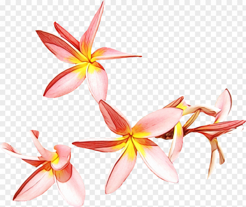 Wildflower Crinum Watercolor Pink Flowers PNG