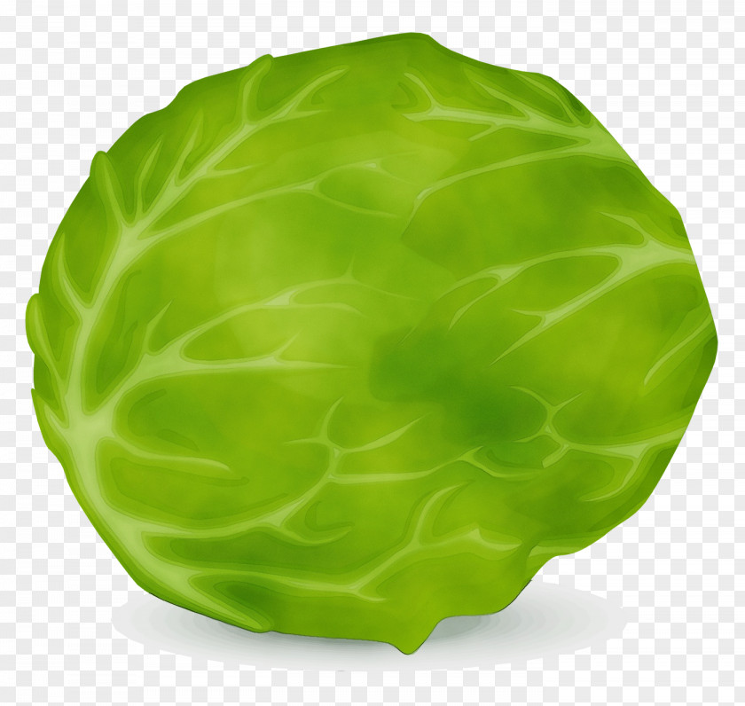 Collard Savoy Cabbage Lettuce Spring Greens Leaf PNG