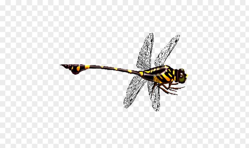 Color Dragonfly Icon PNG