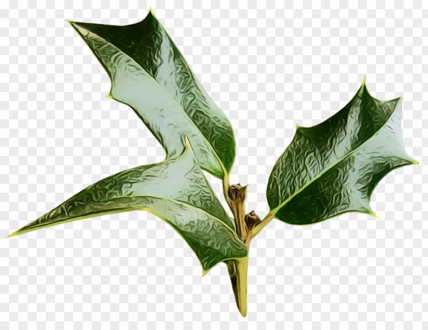 American Holly Woody Plant PNG