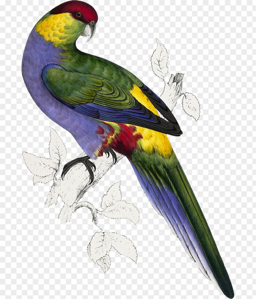 Bird Budgerigar Red-capped Parrot Illustrations Of The Family Psittacidae, Or Parrots Parakeet PNG