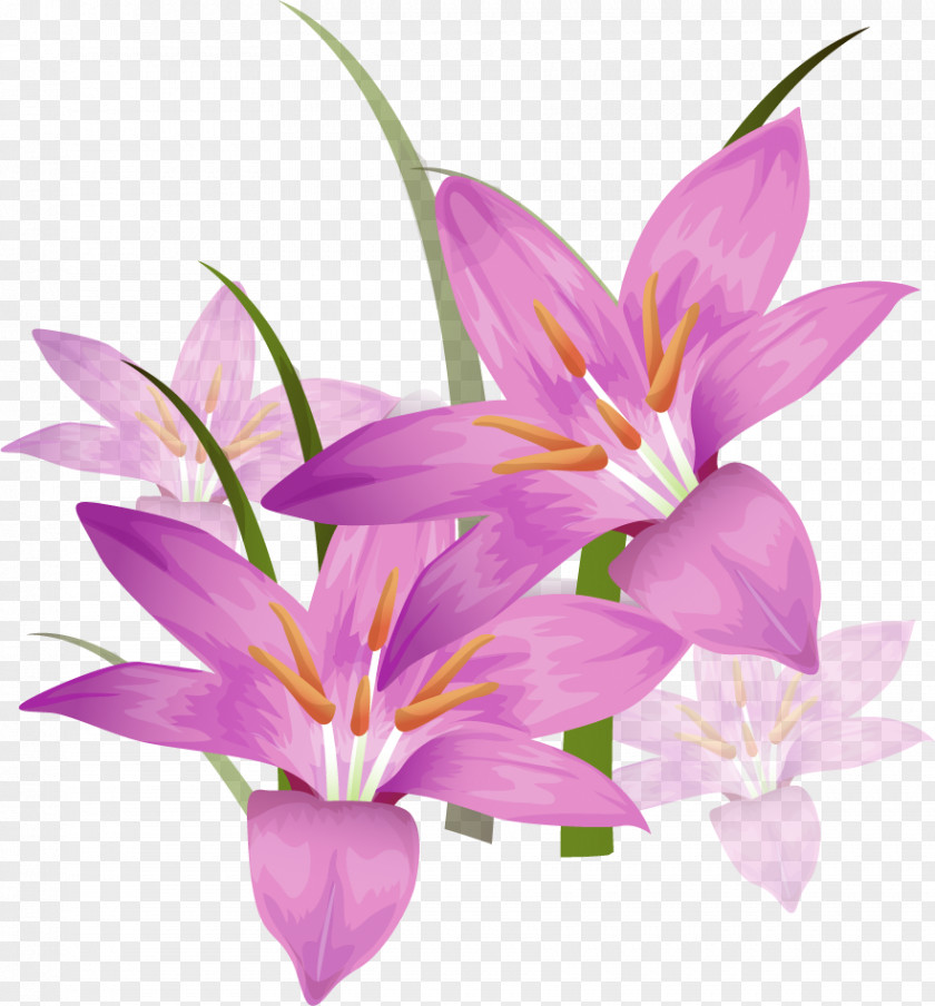 Lilium Information Crocus Clip Art PNG