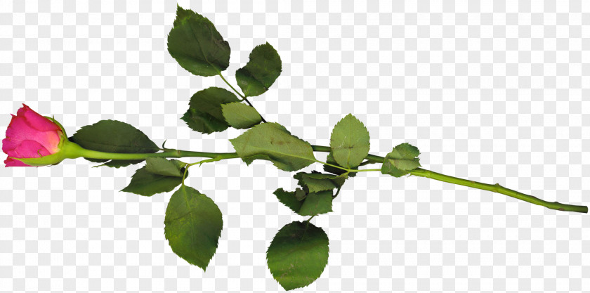 Single Rose Twig Leaf Computer Wallpaper PNG