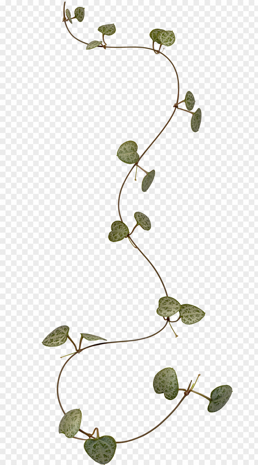 Vine Branch Leaf Liana Clip Art PNG