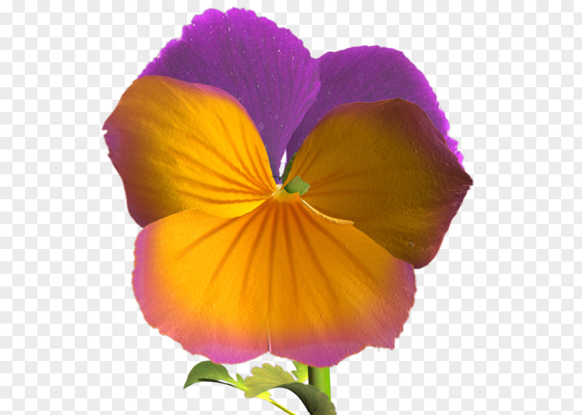 Violet Pansy Mixed Gender PNG
